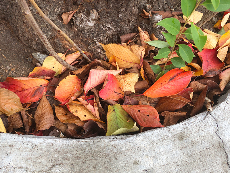 落ち葉
